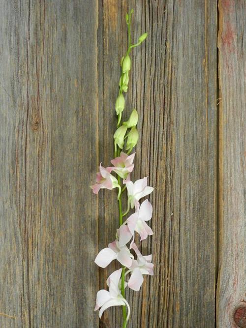 MARCO POLO  BLUSH DENDROBIUM ORCHID